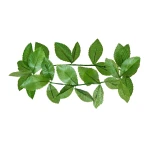 Žalias laurų vainikas